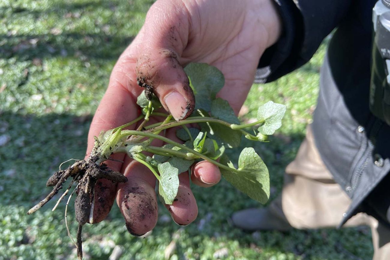 someone holding the roots of Lesser celandine