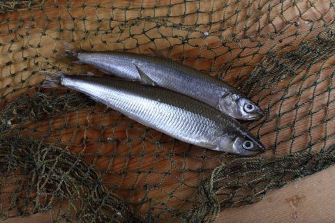 small smelt in a net
