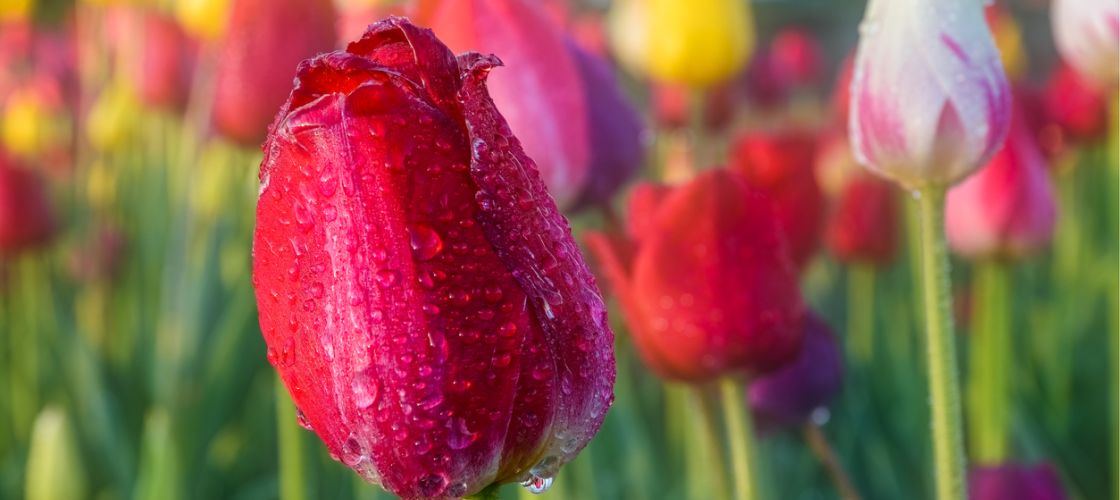  Water droplets on a red tulip, during the Holland Tulip Festival 